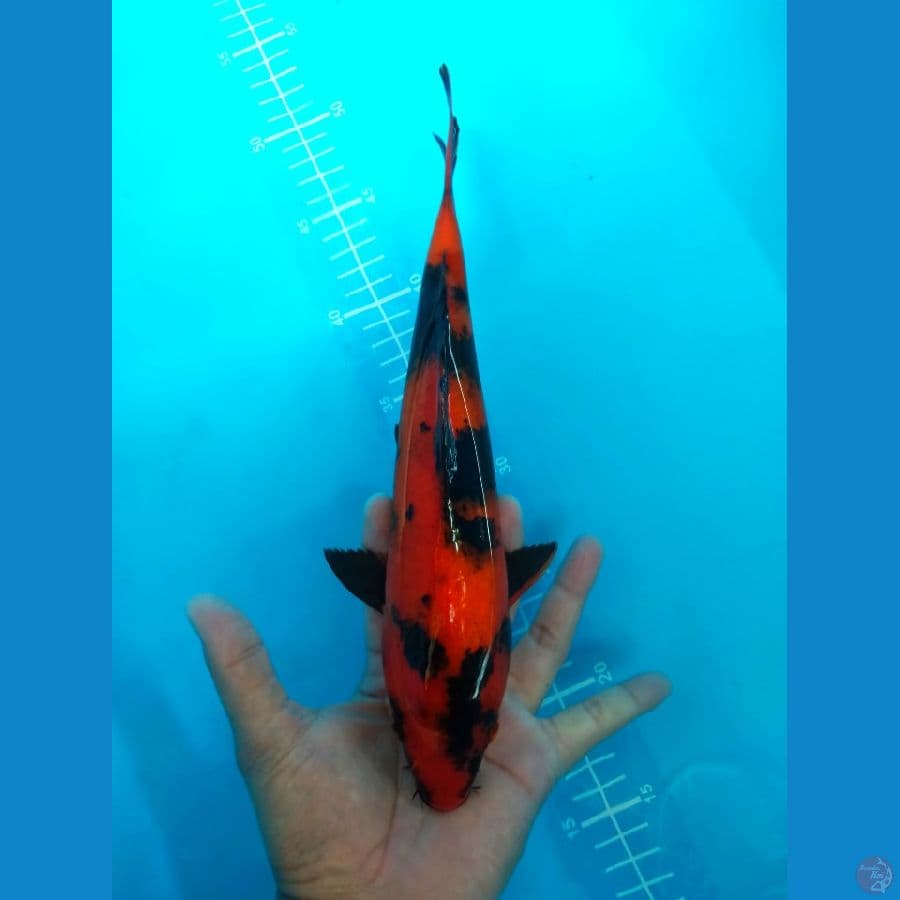 Hiutsuri 29 cm