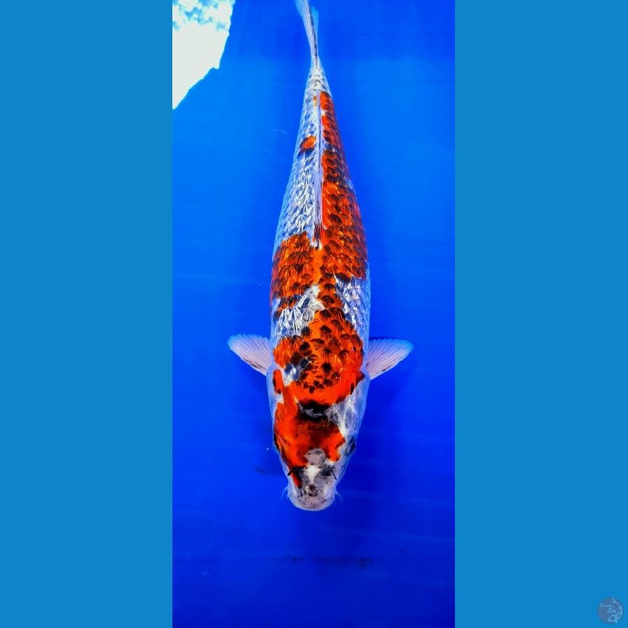 Gosiki Ginrin 35cm