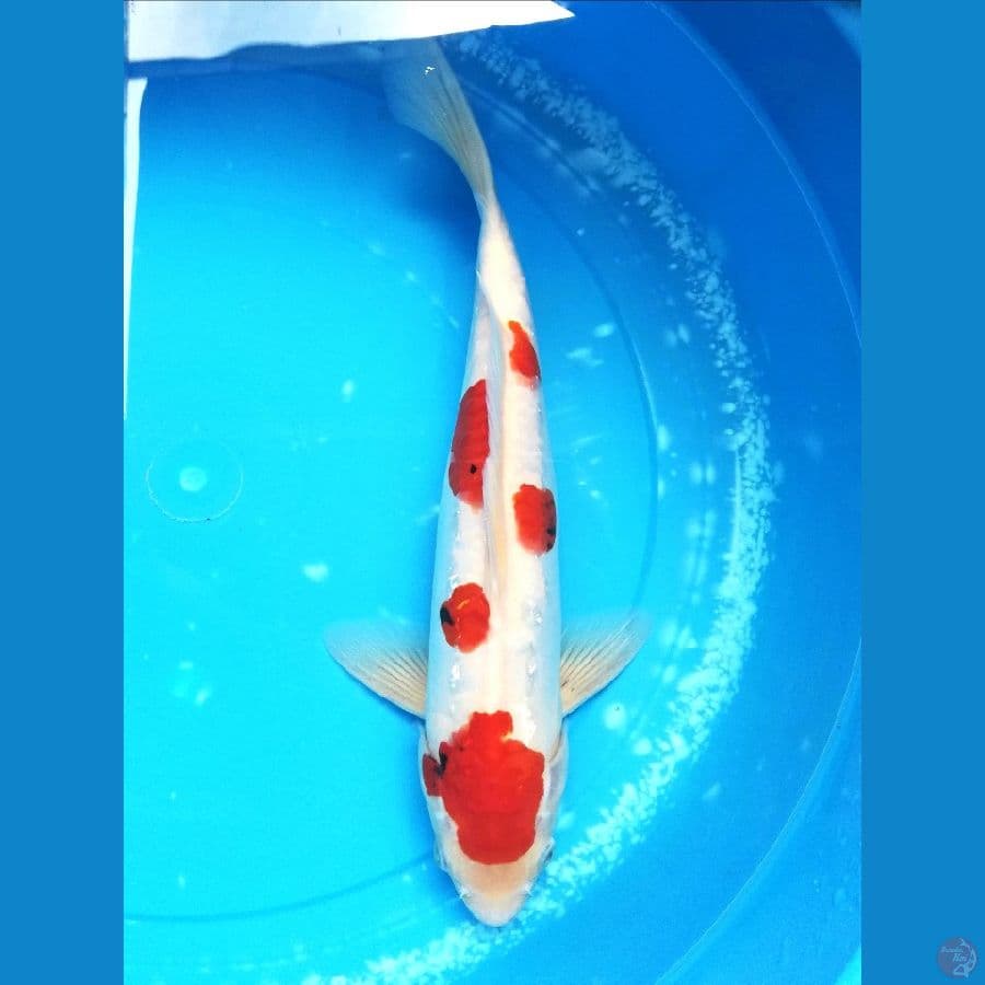 beny 35cm