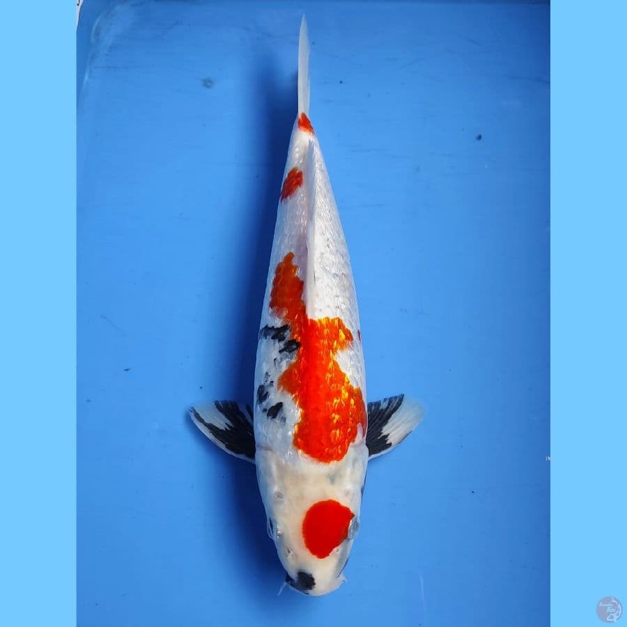 Kinginrin A 30CM