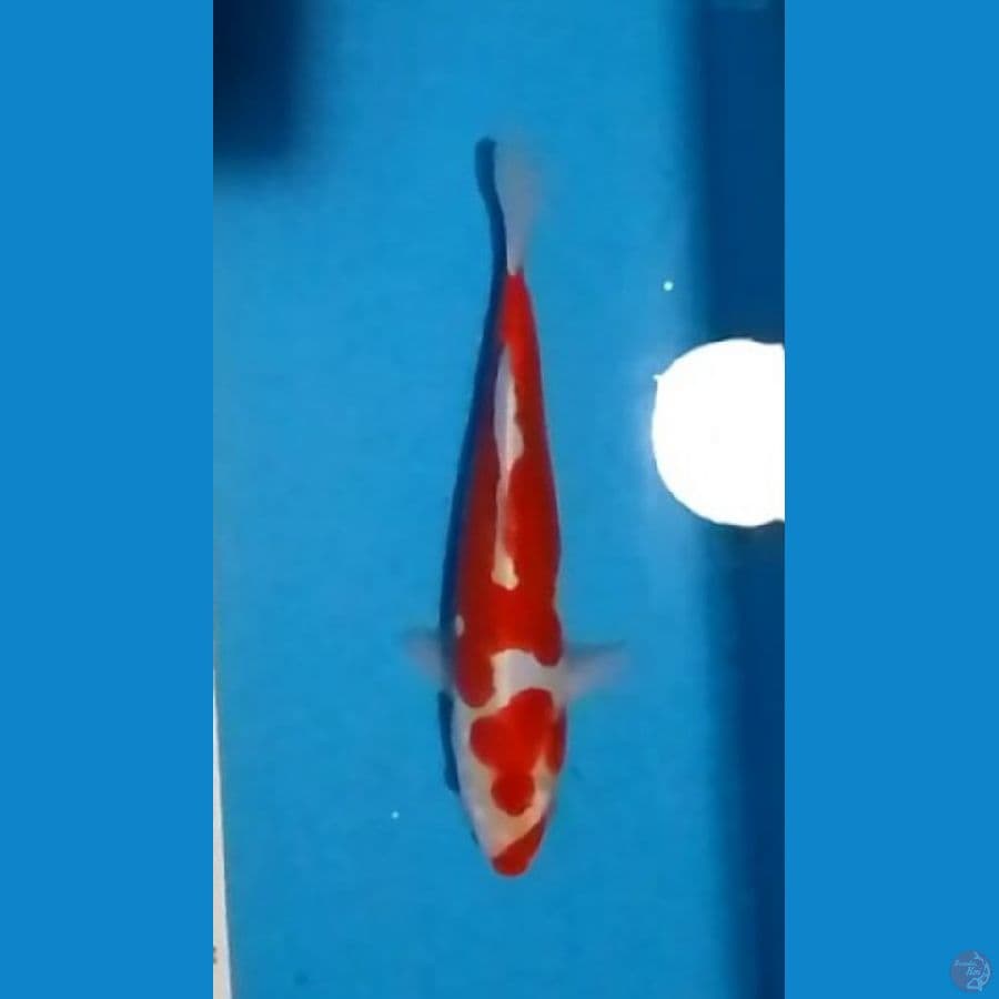Kuchibeni Doitsu Kohaku Strong 29cm (M)