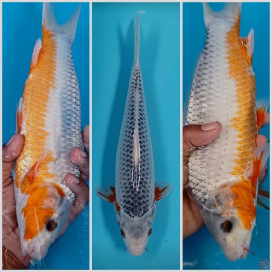 asagi 32 cm