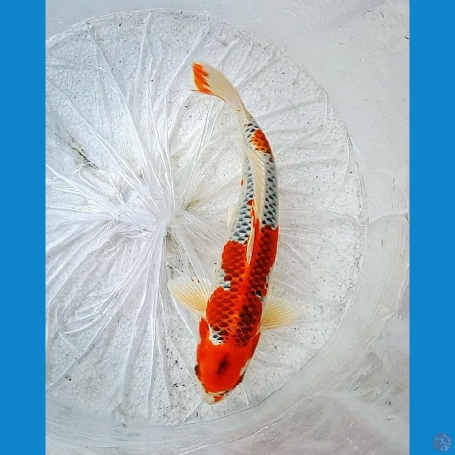 Super Red Kujaku 33