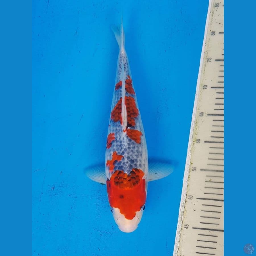 red goshiki..... 40 meterr
