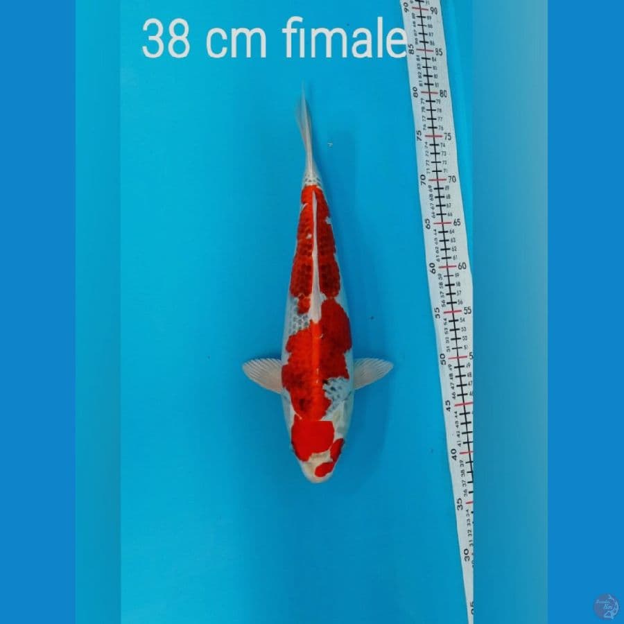 kujaku ori 38 cm