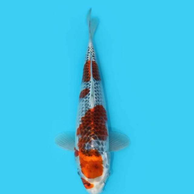 GOSHIKI 33 CM