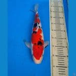 HQ 38cm Male