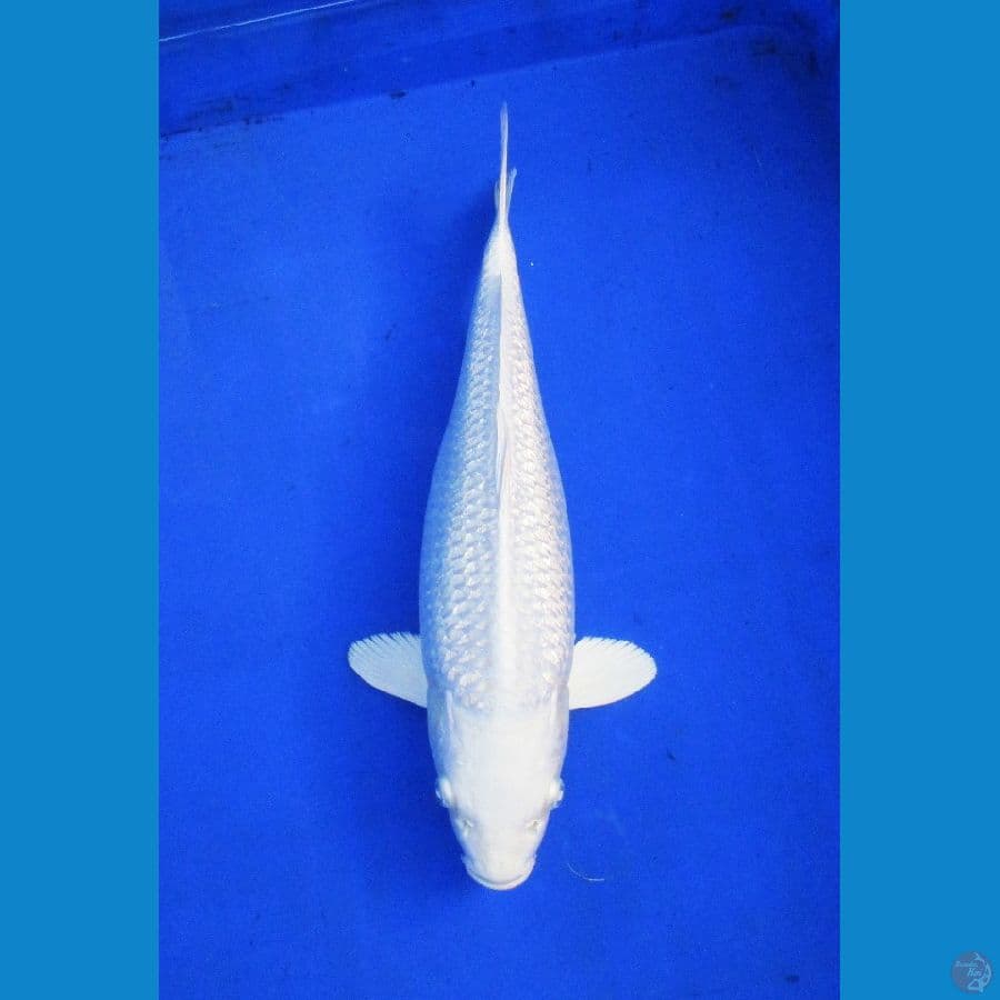 platinum ginrin ±37cm