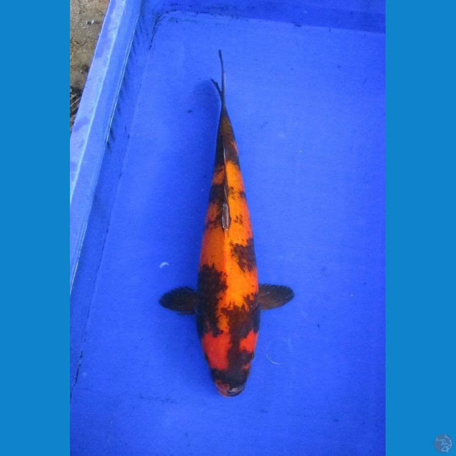 hiu ±37cm