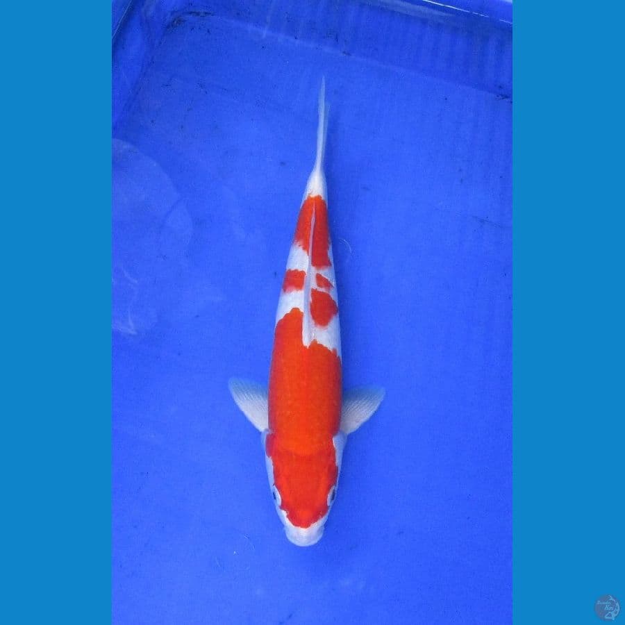 kohaalku ±34cm