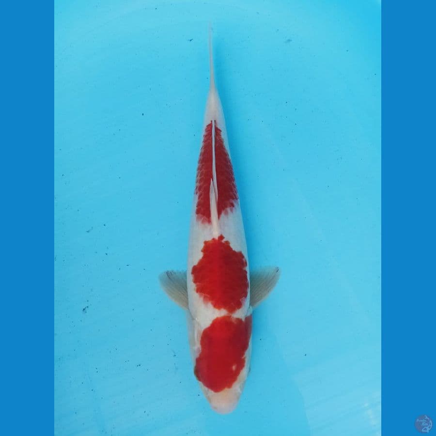 sandan kohaku