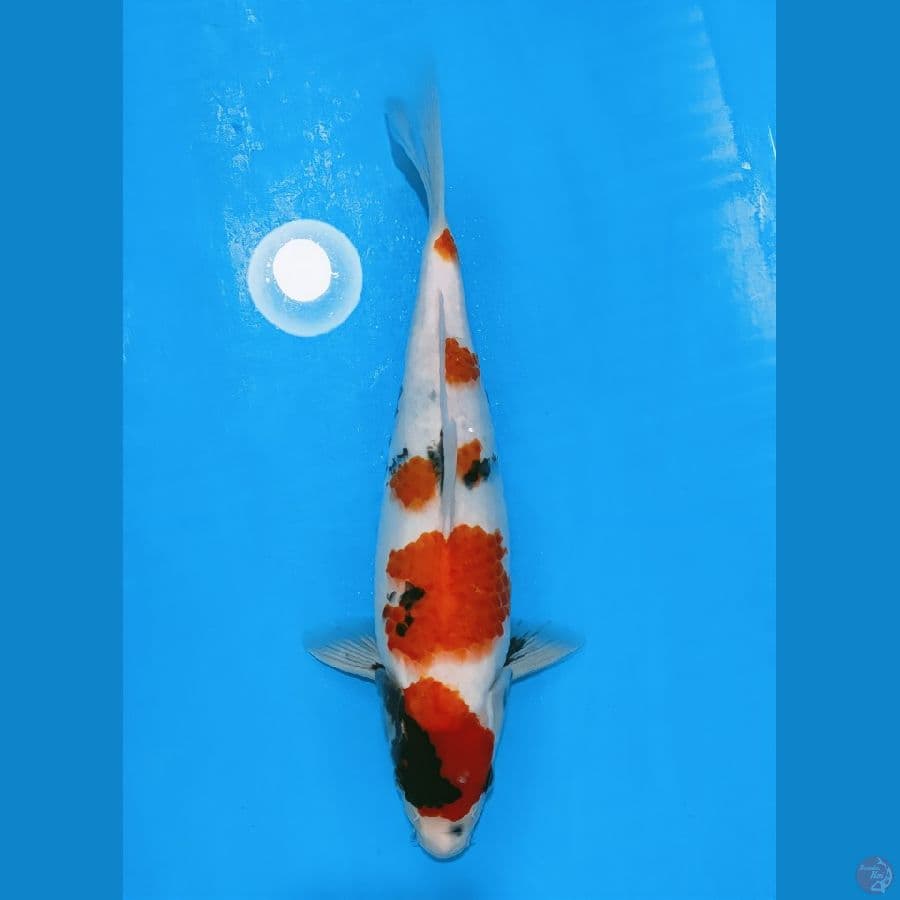 kindai showa 34cm/f