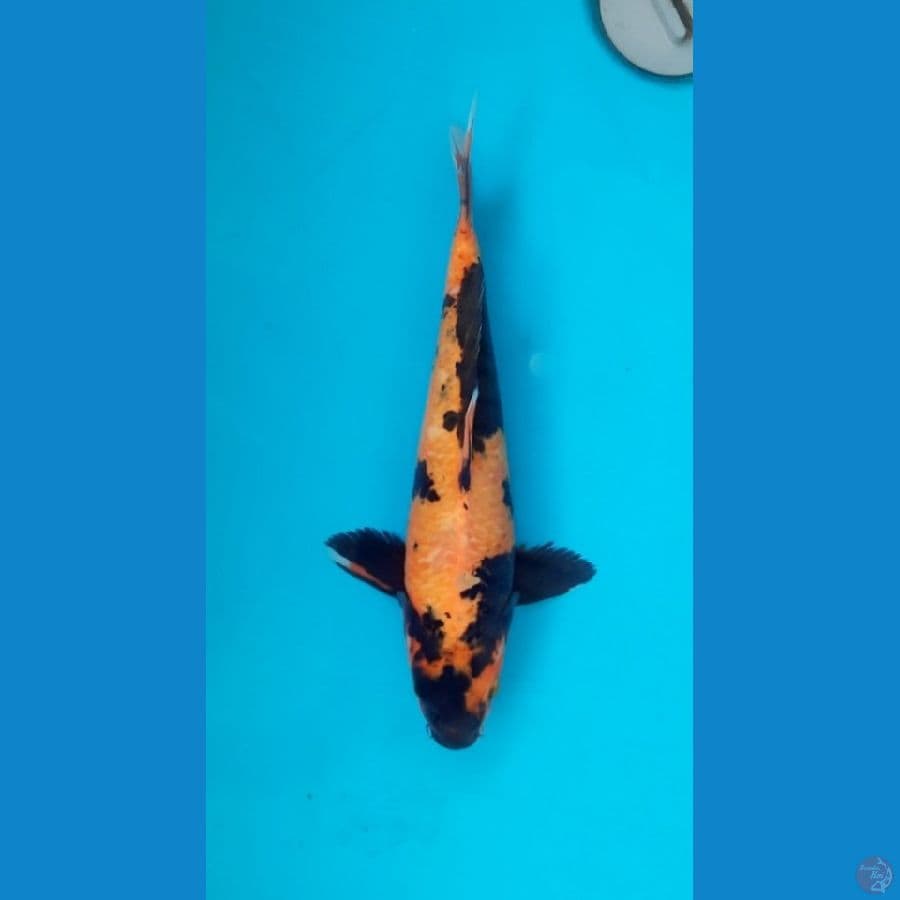 Utsuri 29cm Male