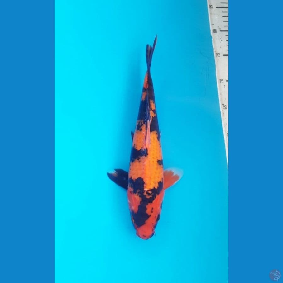 Utsuri 27cm Female
