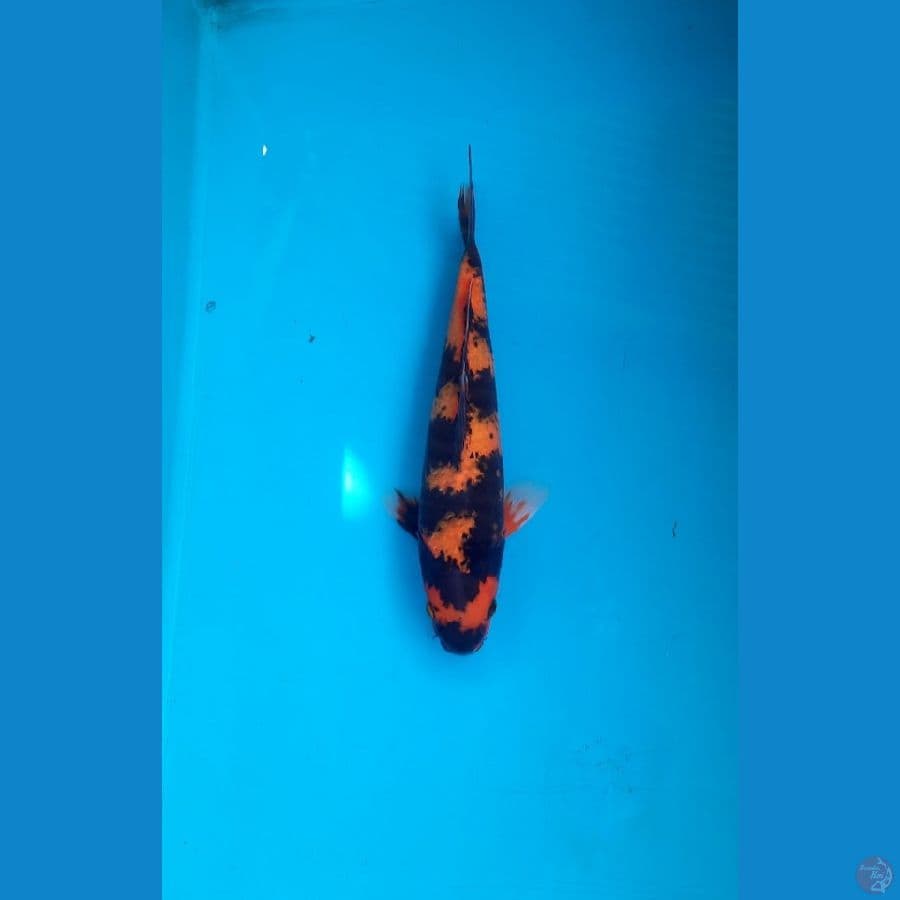 Utsuri 29cm Male