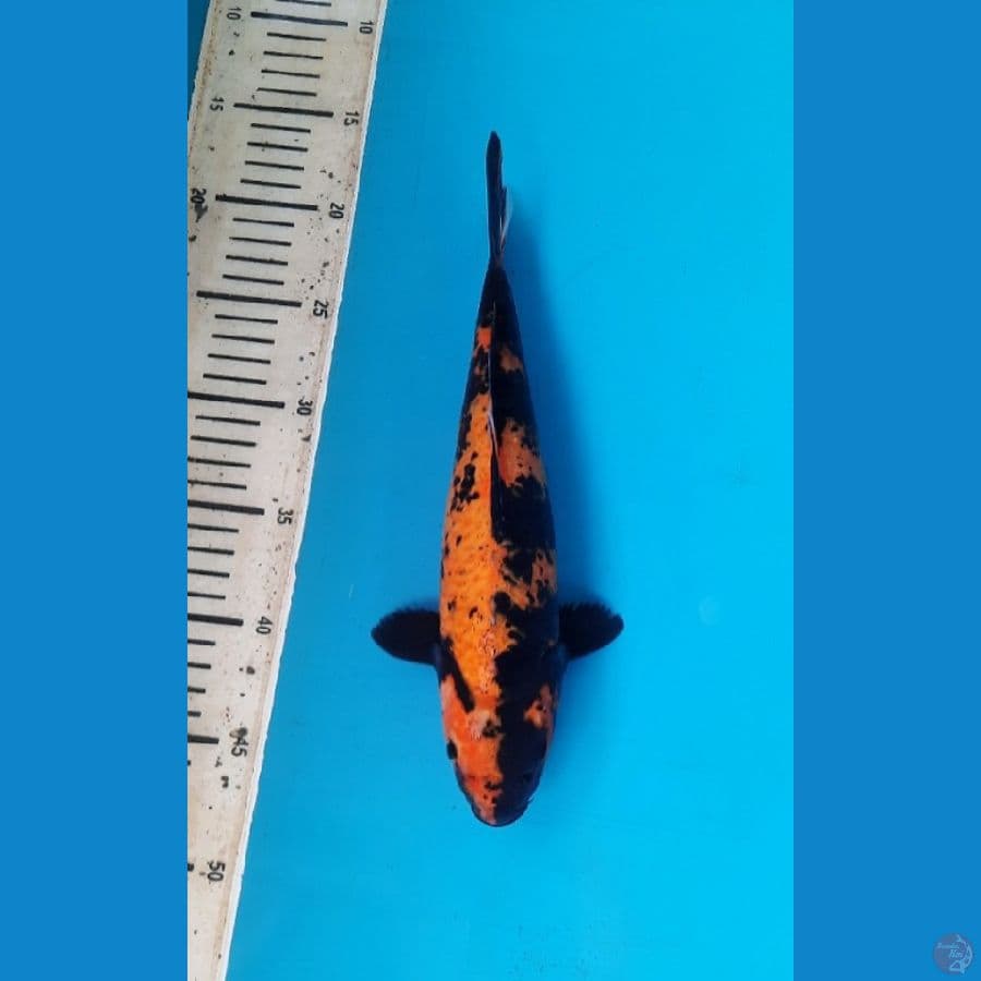 Utsiri 29cm Male