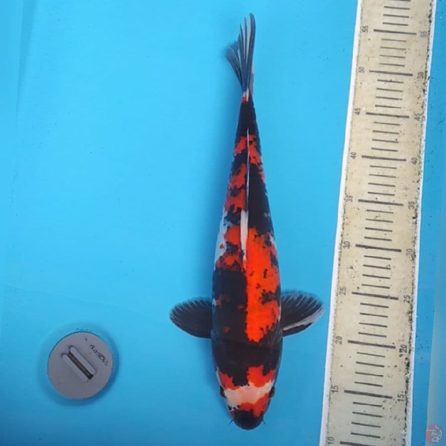Hi Showa Strong ~43