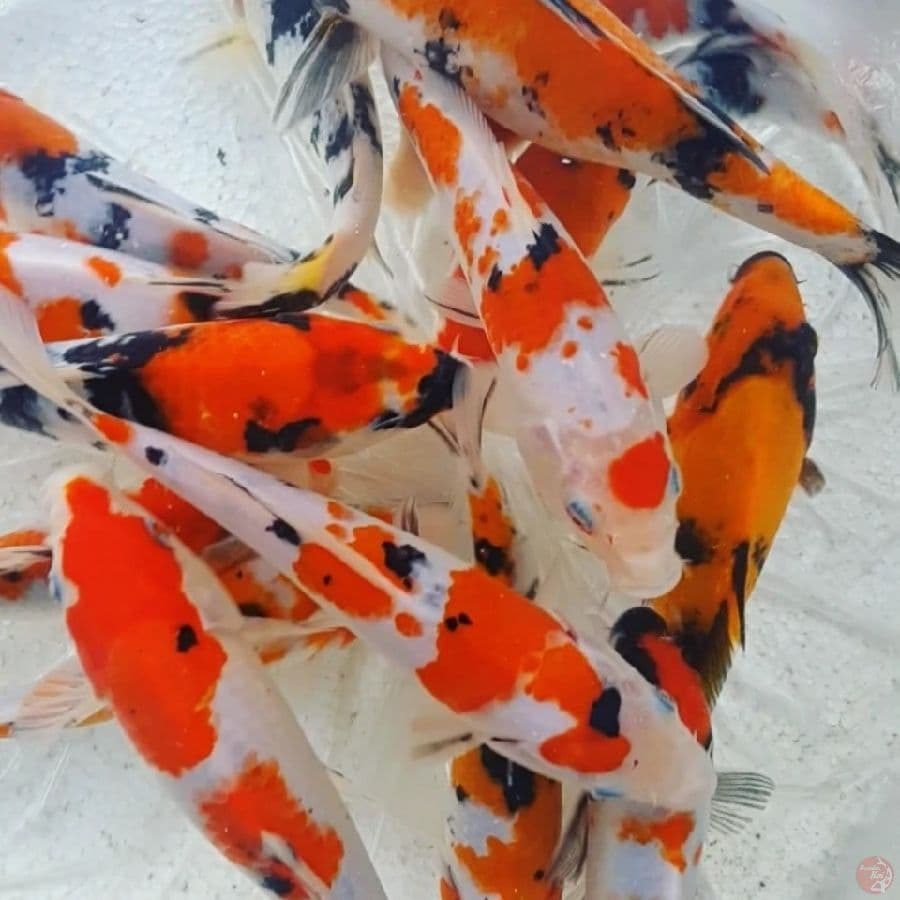Mix Koi 15Ekor
