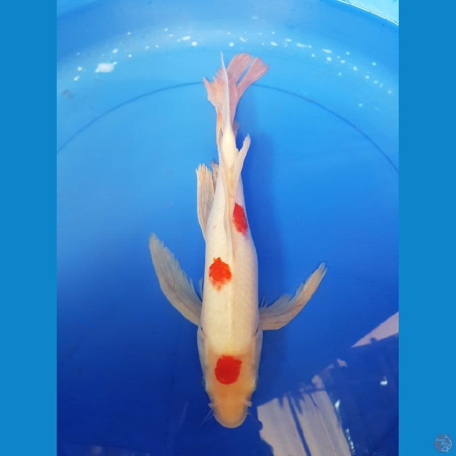 KUMPAY MARUTEN KOHAKU 40 CM