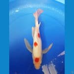 KUMPAY MARUTEN KOHAKU 40 CM