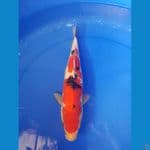 SANKE 35 CM