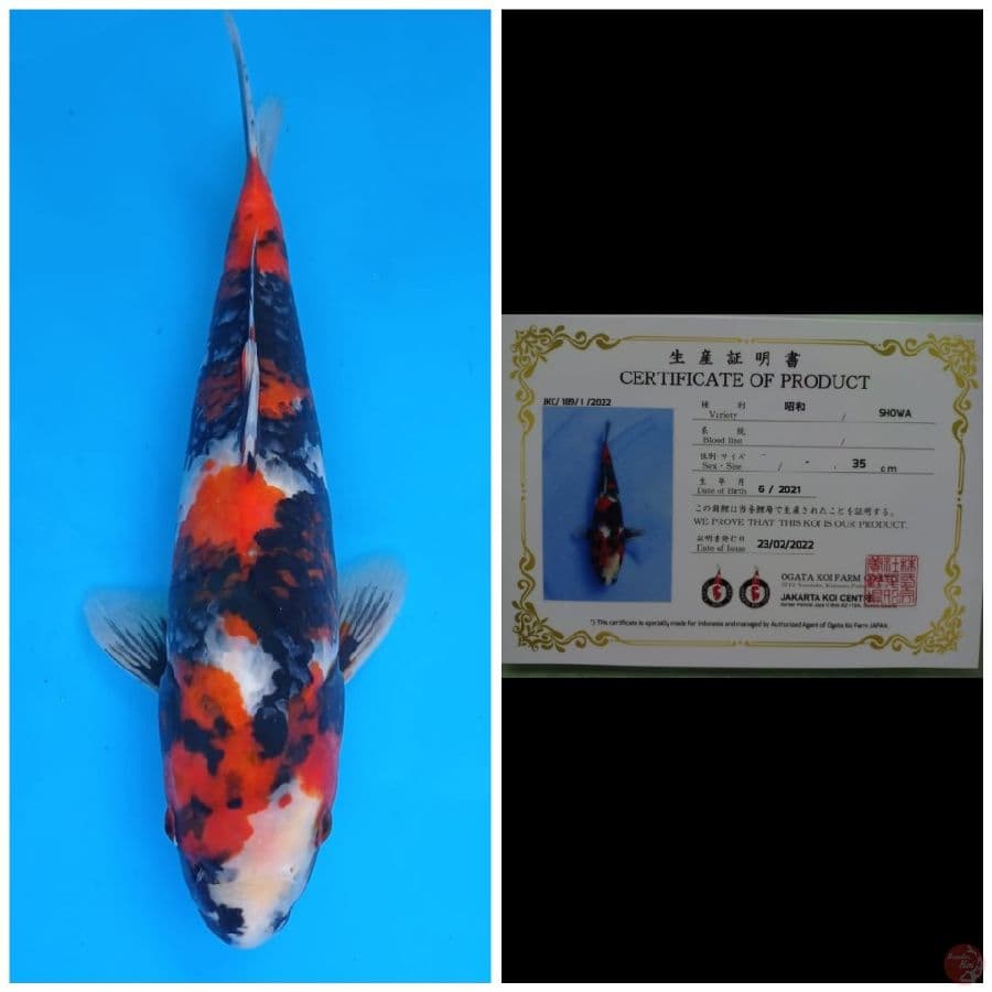Ogata Showa