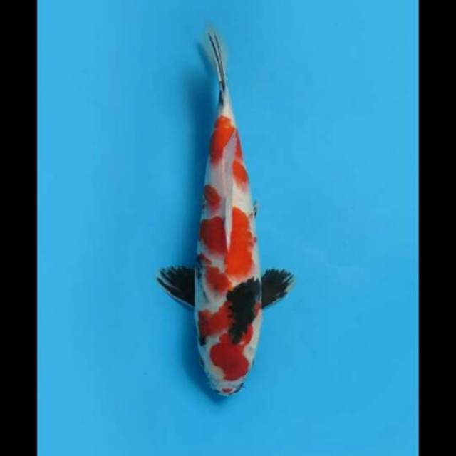 30cm Male Tosai - Showa Tategoi
