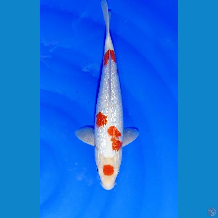 KOHAKU MARUTEN GINDRIN 30 BU