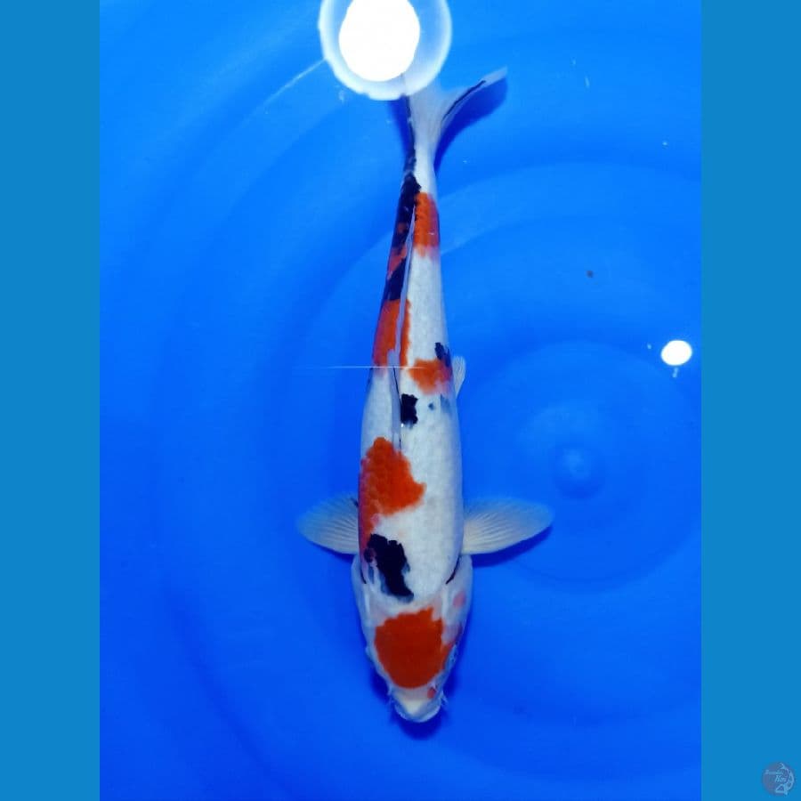 MARUTEN SANKE 28 CM 