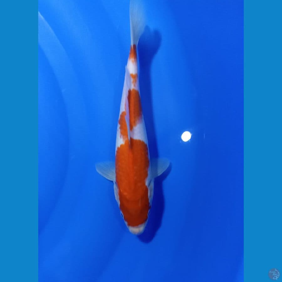 KOHAKU 24 CM 