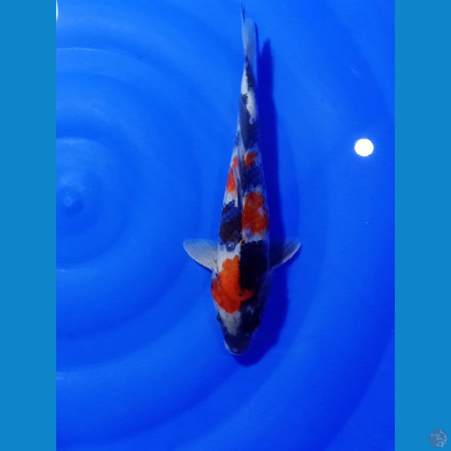 SHOWA 26 CM