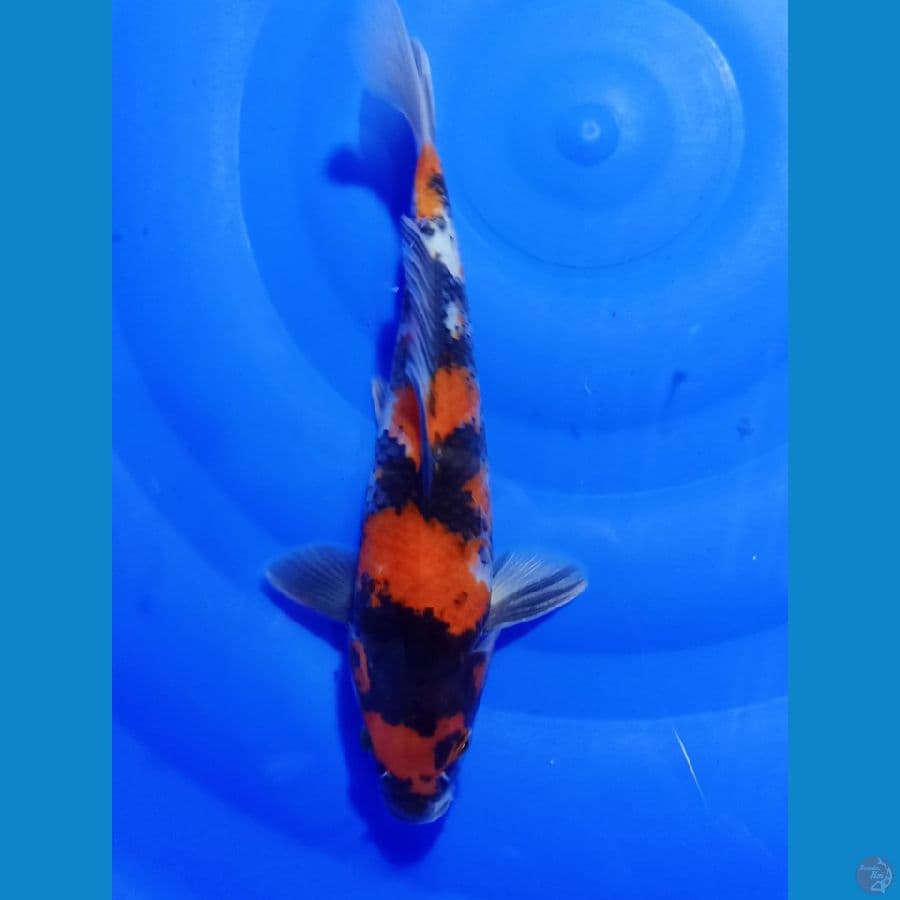showa 27 cm