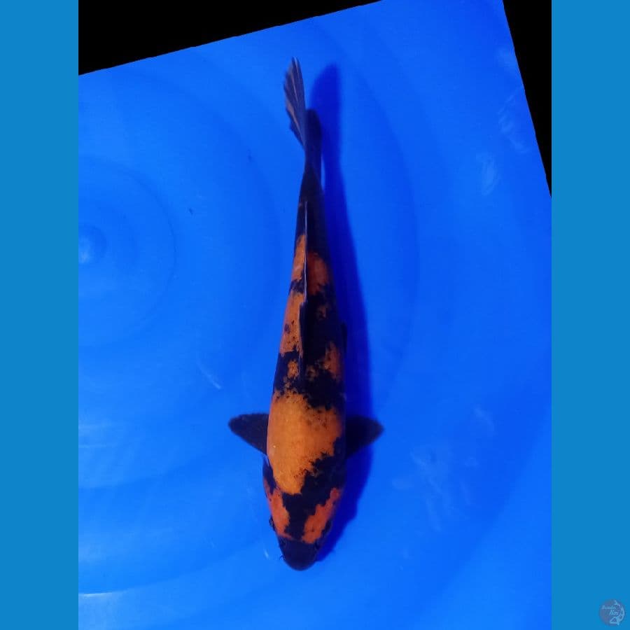 UTSURI 25 CM
