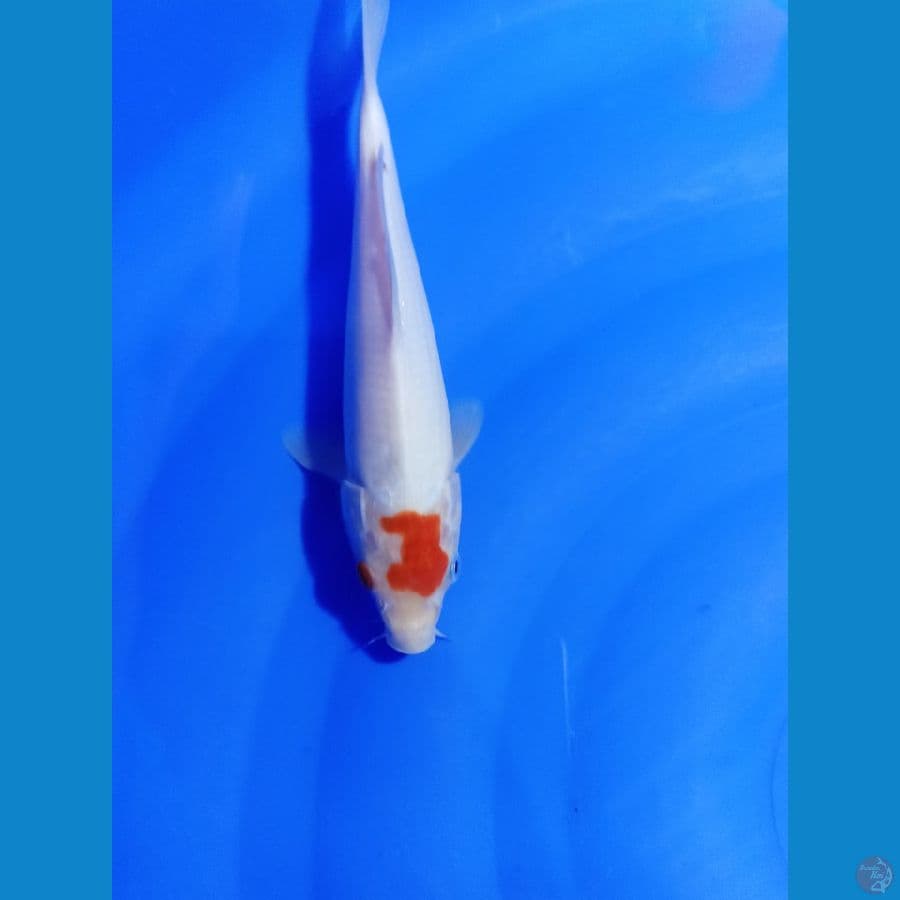TANCO KOHAKU  23 CM