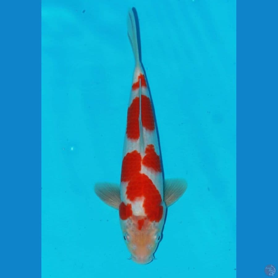 kohaku SQ bahan kipeeng 28cm
