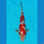 kohaku SQ bahan kipeeng 28cm