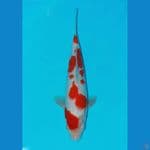 kohaku SQ merah strong 30cm