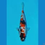 showa maruten 24cm