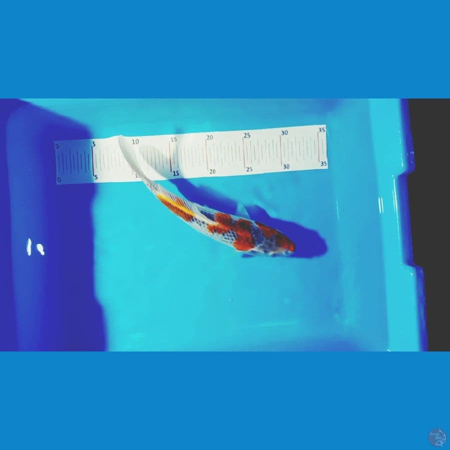 gosiki 28 cm male