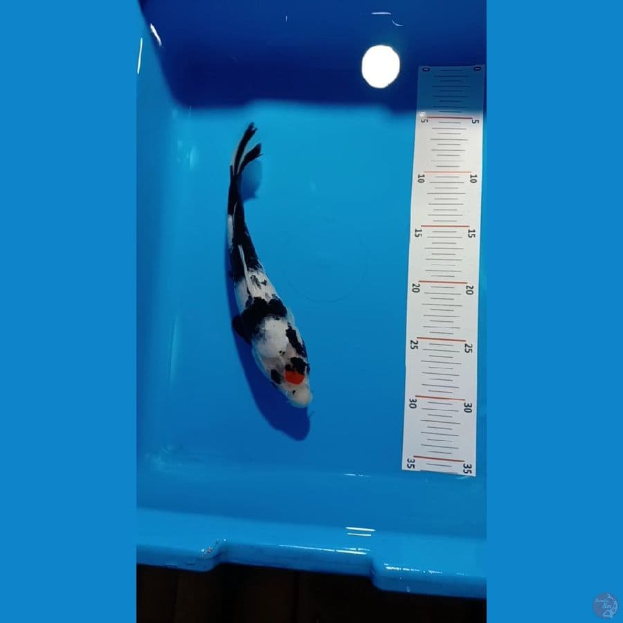 tc showa 27 cm male