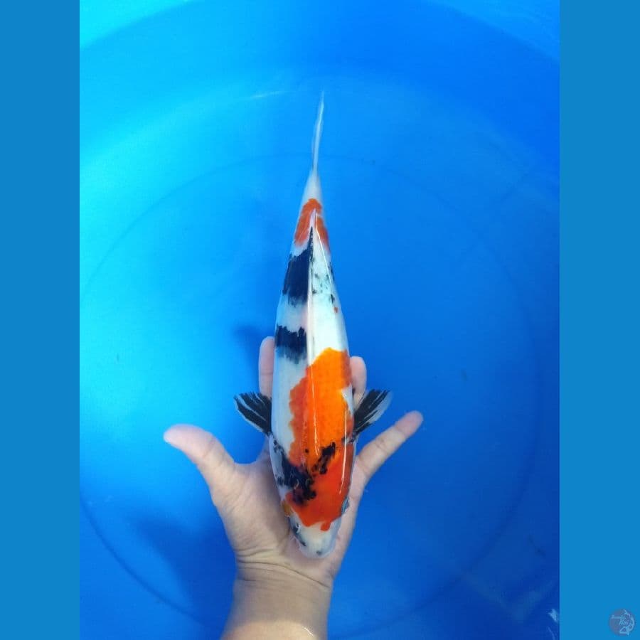 Showa 32 cm