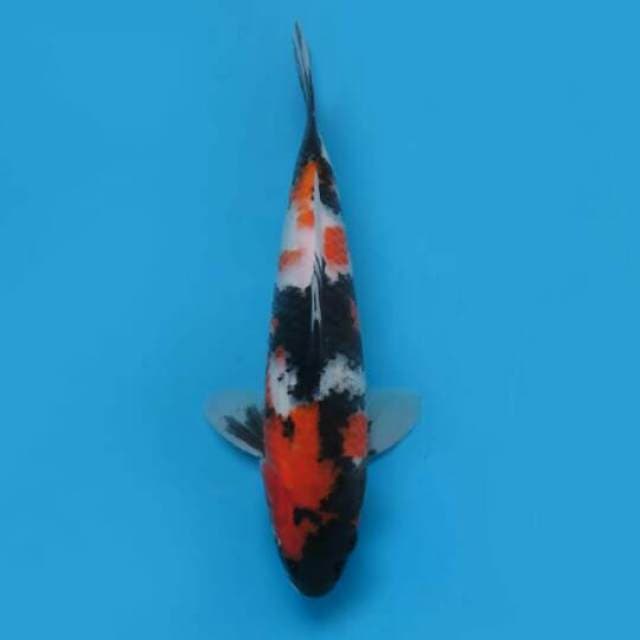30cm Female Tosai - Showa Sanshoku Hq