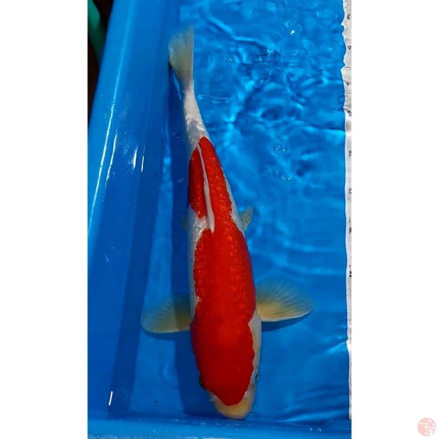 KOHAKU GINDRIN 47 CM