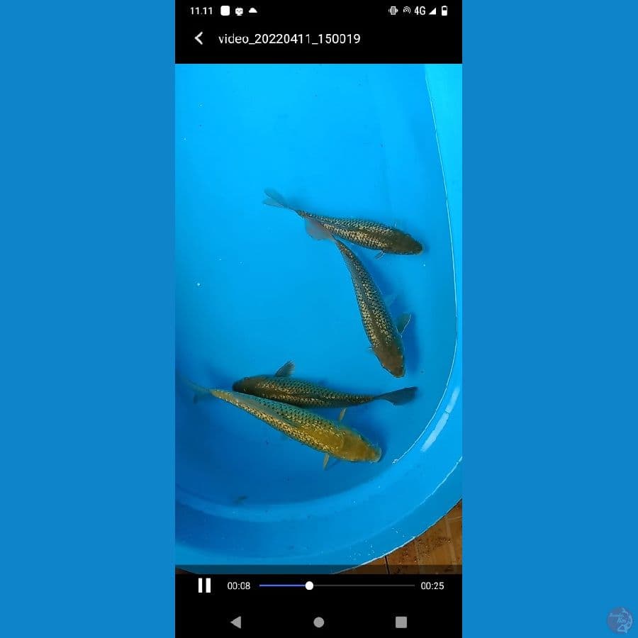 Koi Midori Ginrin 4ekor 21-27cm