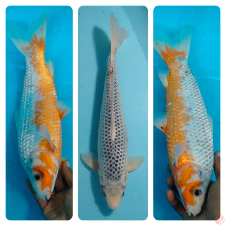 asagi munuk 40bu