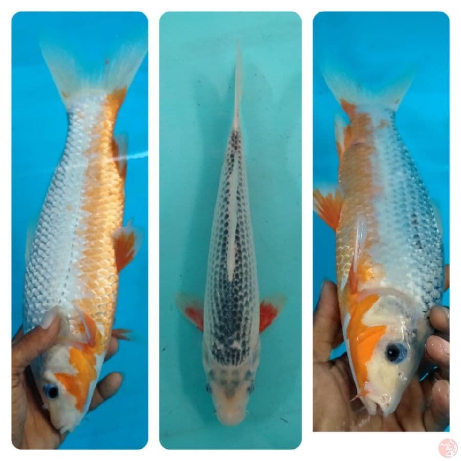 Asagi super ring 35bu