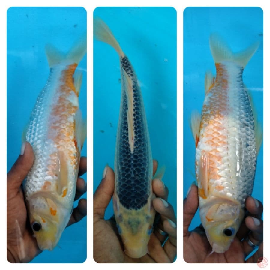 Asagi 32 cm
