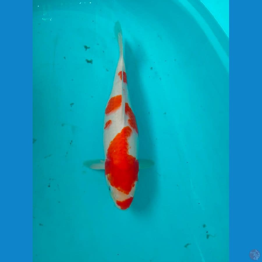 Kohaku Kunchibeni red strong 
