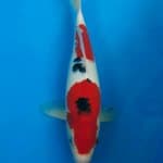 Sanke super red