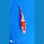 orikintil maritin 16 cm